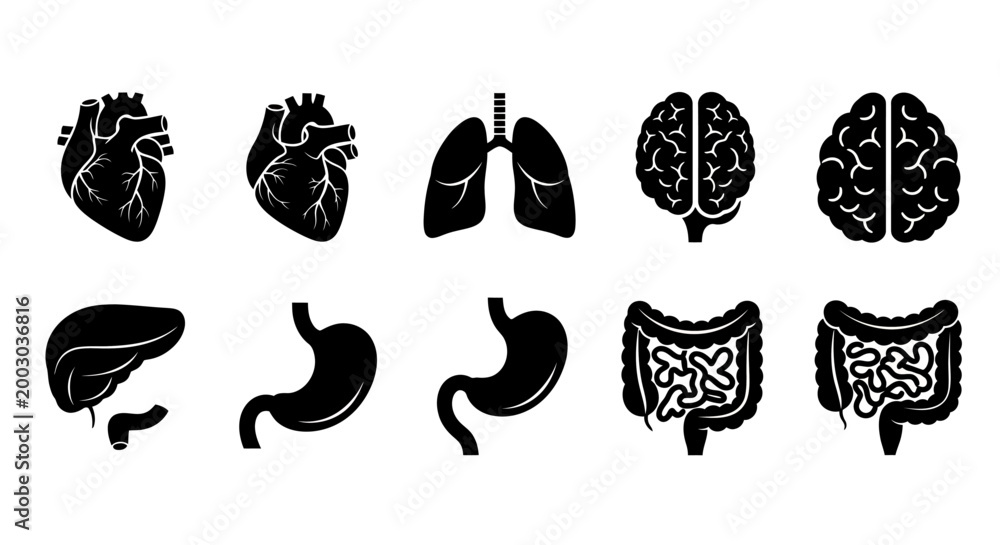 Fototapeta premium Set of black medical organ silhouettes including heart, lungs, brain, liver, stomach and intestines.