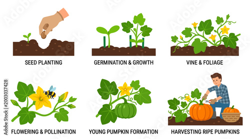 Pumpkin growth cycle educational animation showing the stages from planting seeds to harvesting ripe orange produce in this digital footage