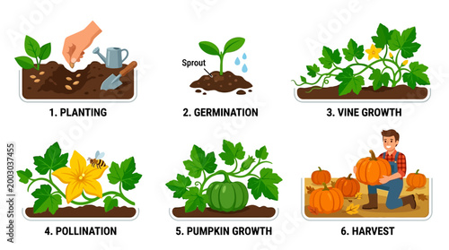 Pumpkin lifecycle stages illustrated in this educational motion animation showing planting germination growth pollination and final harvesting of organic crops