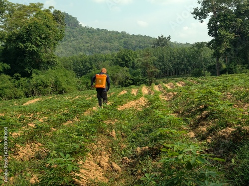 Farmers spray chemicals onto cassava plants.