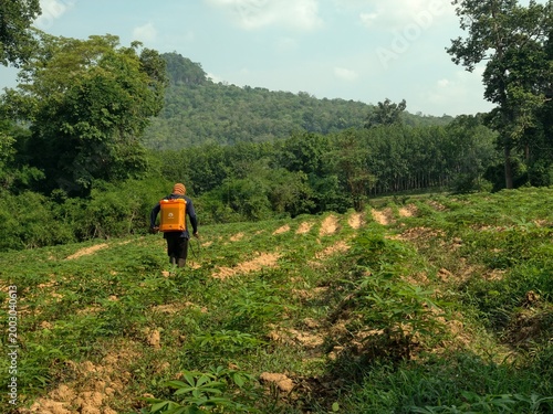 Farmers spray chemicals onto cassava plants.
