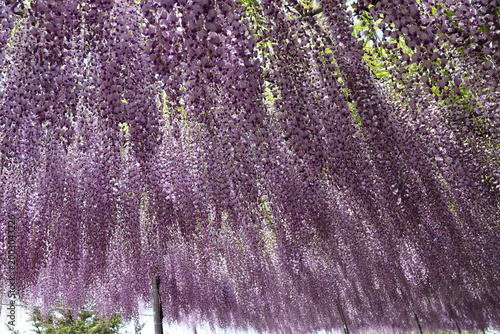Purple Wisteria flowers