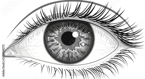 A detailed illustration of a human eye.
