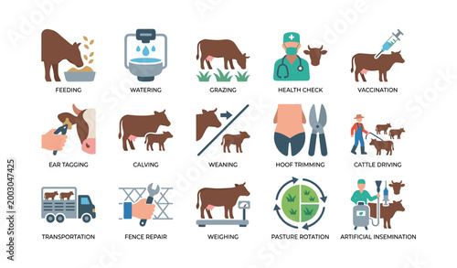 Cattle care and management icons showing farm tasks