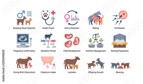 Animal breeding and reproduction icons set showing farm processes