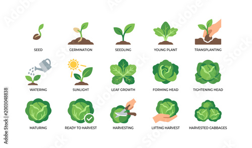 Vegetable growth stage icons arranged in grid on white background