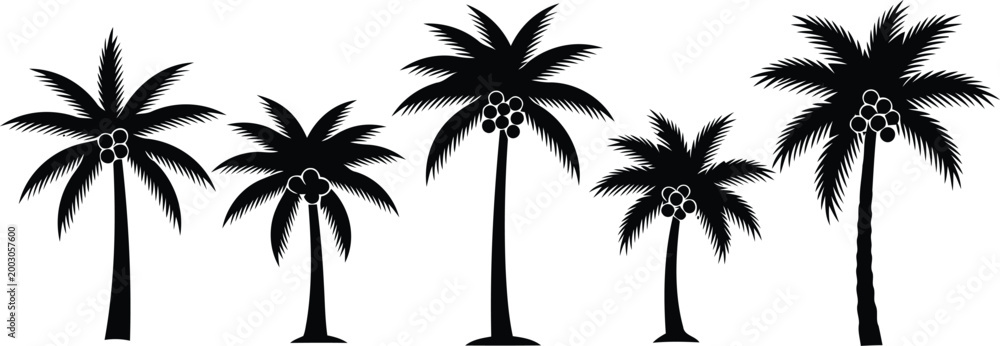 Fototapeta premium Black silhouette palm trees with coconuts on white background
