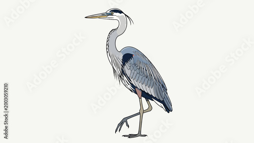 Great Blue Heron Standing on One Leg, Side View, Elegant Bird in Nature