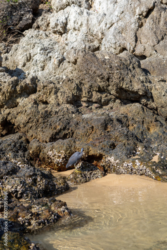 Eastern Reef Heron fishes on a sandy beach, outdoor wildlife photography