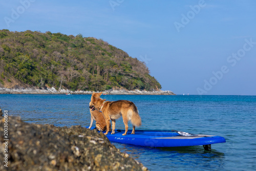 Two brown dogs on a paddleboard in the water. Holidays in Thailand. Summer vacation with pet, aquatic active recreation, water sport fun. Traveling, tourism, holiday, beach vacation.