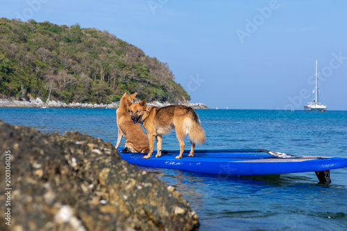 Two brown dogs on a paddleboard in the water. Holidays in Thailand. Summer vacation with pet, aquatic active recreation, water sport fun. Traveling, tourism, holiday, beach vacation.