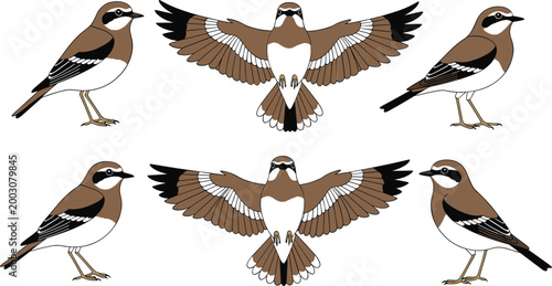 Indian classical dancers set women performing traditional dance poses in colorful costumes cultural heritage vector illustration collection