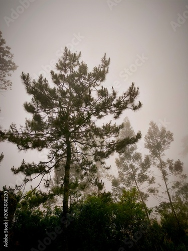 tree in the fog