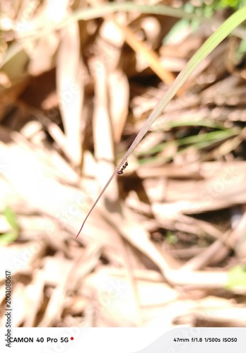 ant