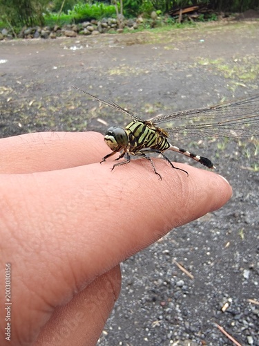 spider on a hand
