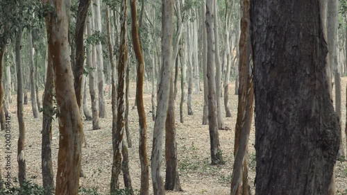 Eucalyptus forest with tall tree trunks in natural woodland landscape