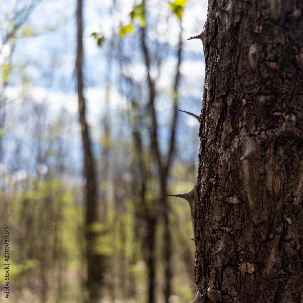 Obraz premium Close view of sharp thorns on tree trunk in spring woodland