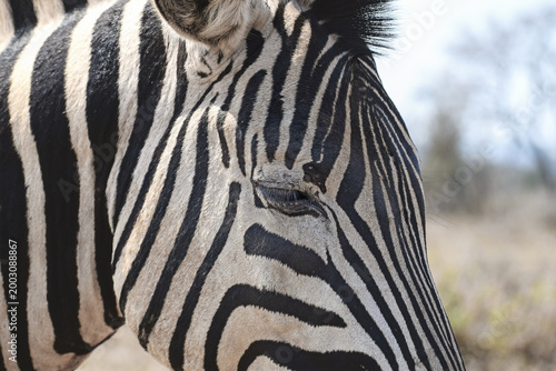 Zebra close-up (eye detail)
