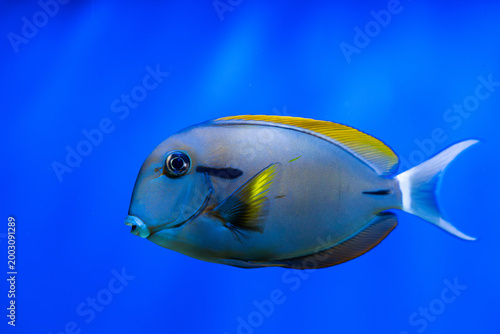 Fotografie Acanthurus nigrofuscus (Brown tang) swims in clear water with blue background in