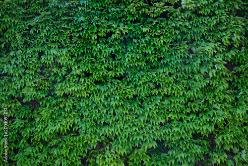 Ivy