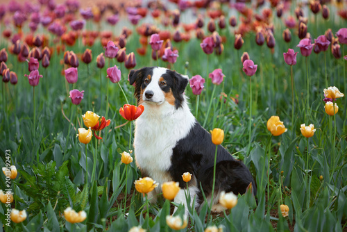 An Australian Shepherd (Aussie tricolor) sits in a dense field of colorful tulips in a spring garden. The dog poses among the purple, yellow, and red tulips on a May spring day. 