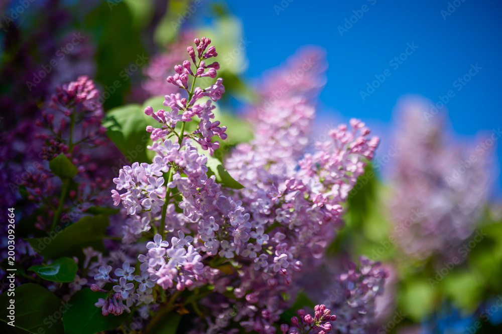 Obraz premium image of lilac flowers on a sunny spring day, blurred background