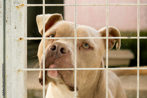 Bild auf Leinwand Pitbull Close Up Behind Cage Bars at Animal Shelter