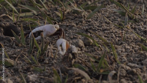 Fiddler crabs waving large claws on sandy coastal mudflat