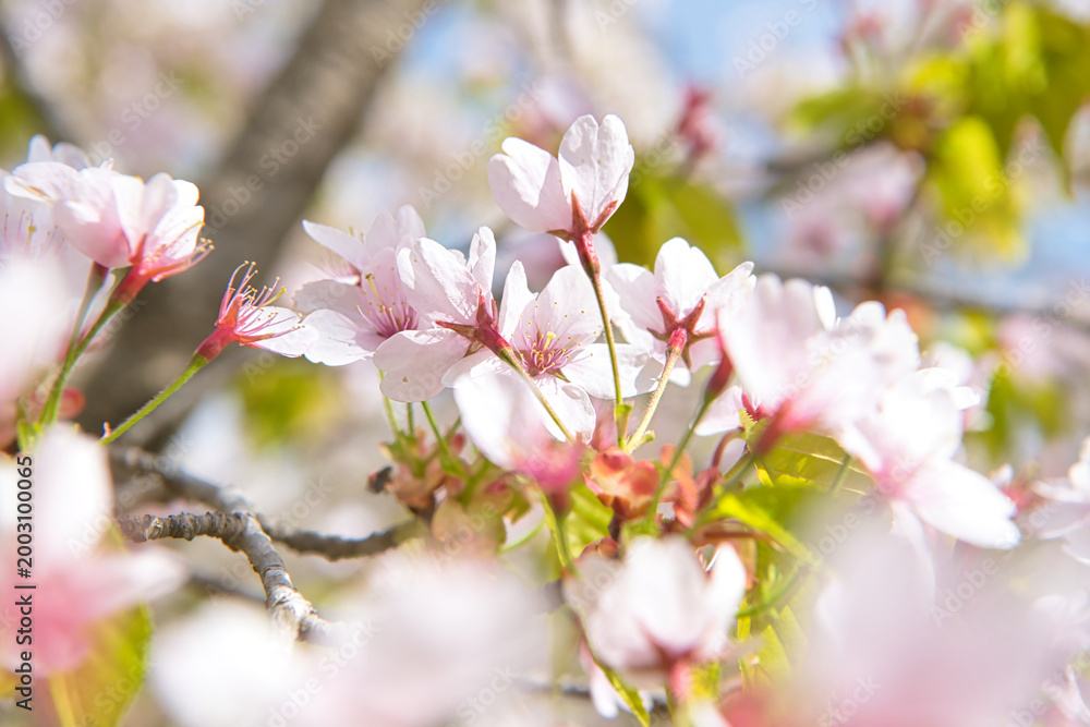 Obraz premium 満開の霞桜