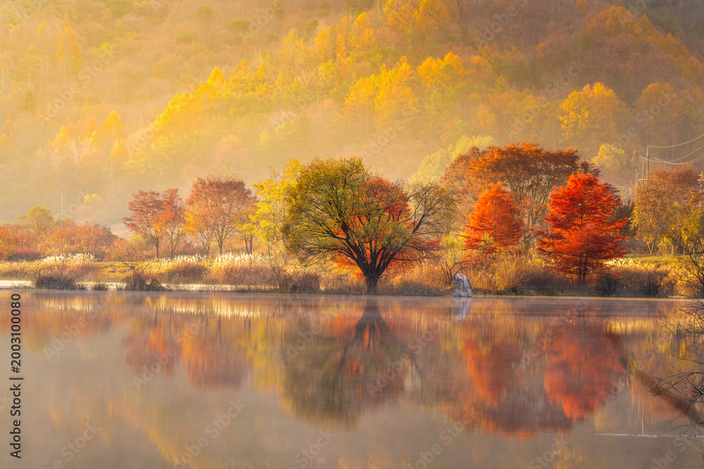 Obraz premium Dreamy autumn morning at Jucheon Ecological Park in Jinan-gun, South Korea, featuring vibrant colorful trees and morning mist reflecting on the calm lake surface during sunrise.
