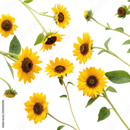 Bright sunflowers arranged artistically for Thanksgiving Day celebrations on a clean white background