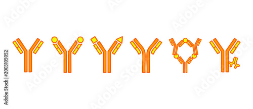Antibody Y-shaped protein structures set for medical research and immunology science. Vector illustration of various immunoglobulin types and binding variations on a white background for clinical educ