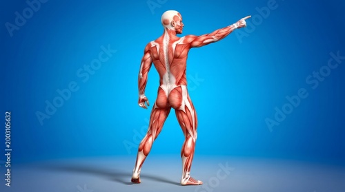 Male human anatomy showing muscular system pointing finger on blue background.