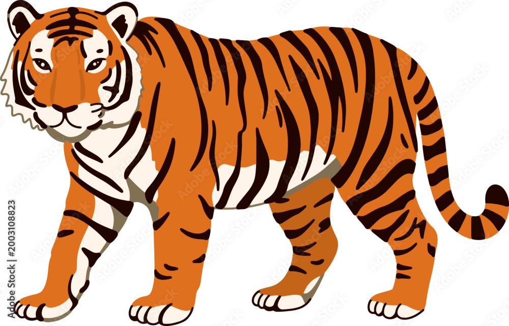 Fototapeta premium Tiger Big Cat Wildlife Illustration
