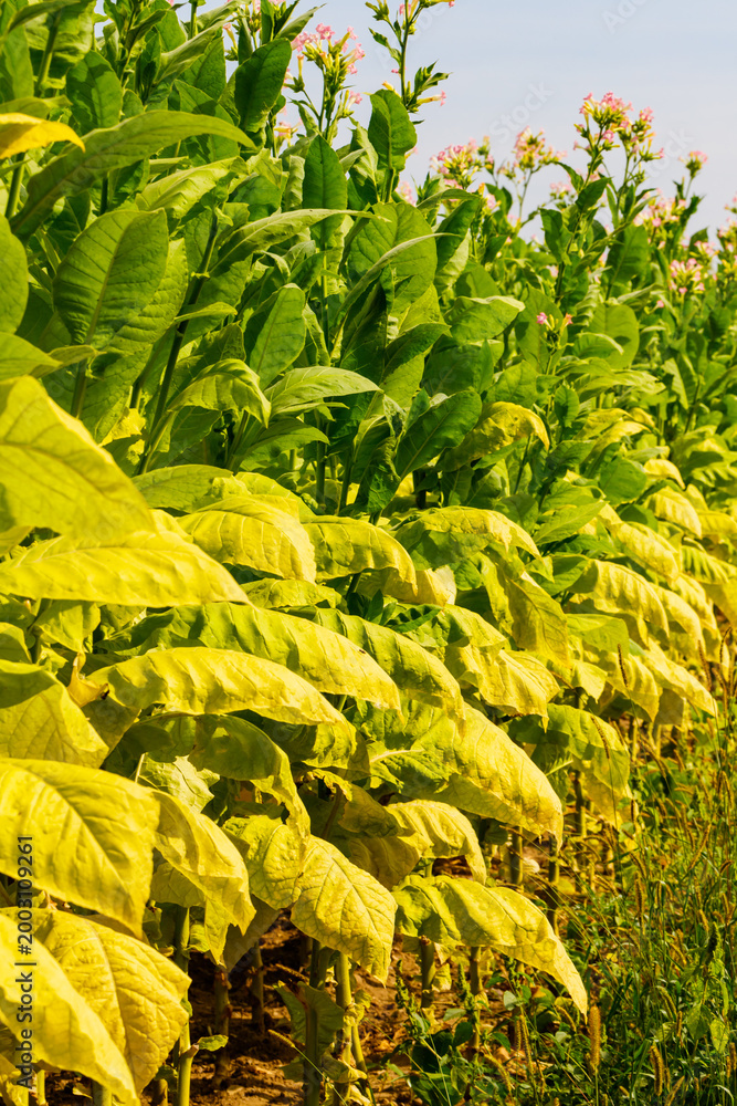 Fototapeta premium Tobacco plants grow in rows under clear skies during the sunny afternoon in a rural field