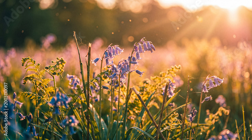 Φωτογραφία Delicate bluebell flowers thriving in a mystical forest setting, illuminated by the radiant morning sun