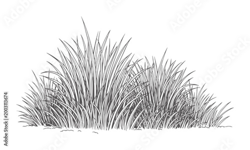 Of dense green grass blades against a white texture nature