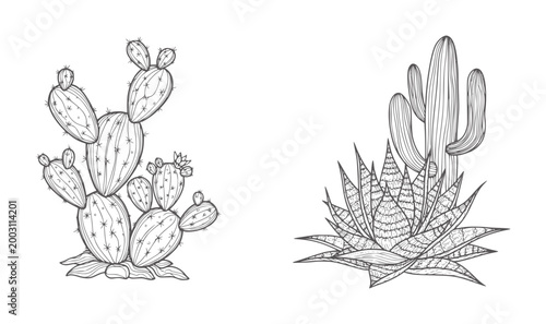 Two distinct desert plant a prickly pear cactus and an aloe vera plant