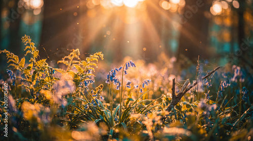 Εκτύπωση καμβά Magical sun rays illuminate enchanting bluebells and wildflowers in a serene, dew-kissed forest setting
