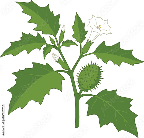 Botanical illustration of a thorny wild plant with jagged leaves, spiky seed pod, and a trumpet-shaped flower, depicted in a clean vector style.