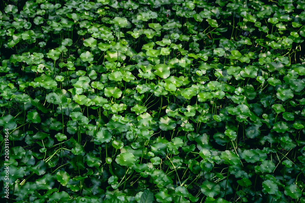 Fototapeta premium Water pennywort background 