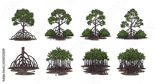 Canvas Print An illustration featuring eight distinct types of mangrove trees with sprawling