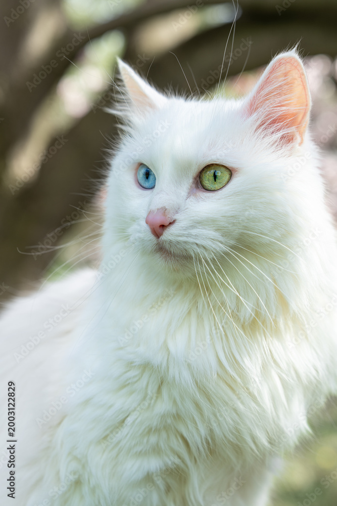 Obraz premium Close up portrait of white fluffy cat with heterochromia ,different eye colors, sitting on blooming magnolia tree outdoors. Curious domestic pet looking around in natural light.