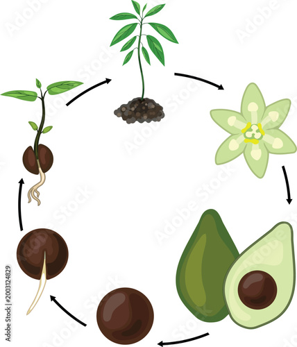 Circular avocado life cycle diagram from seed germination and sprout to flower and fruit