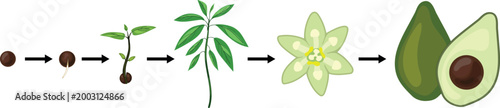 Avocado plant growth stages infographic from seed germination to flowering and mature fruit