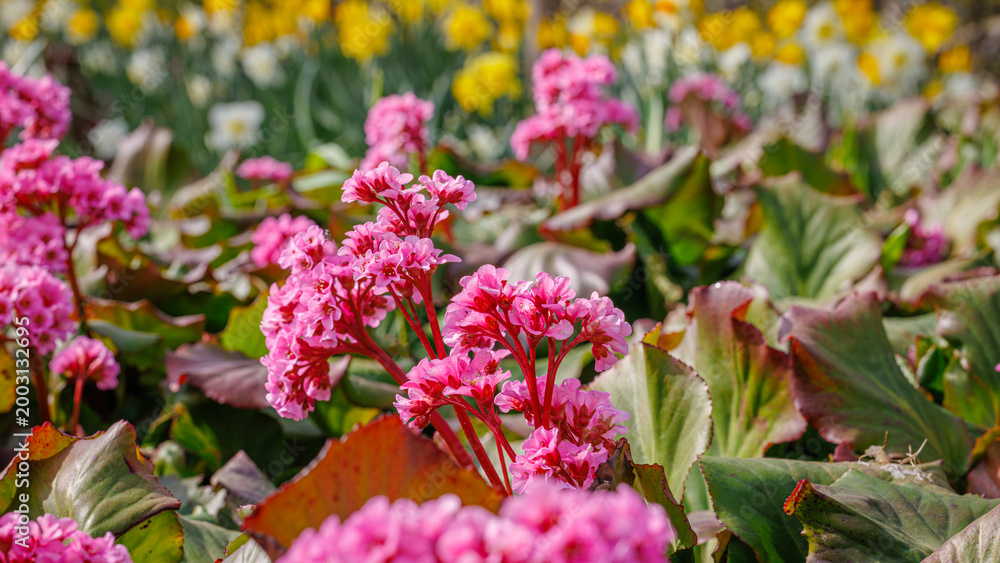 Obraz premium Bergenia cordifolia flowers fill the garden space with yellow daffodils standing tall among pink blooms creating a lively setting during springtime