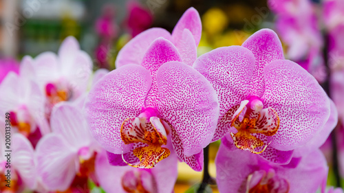 Photos Colorful orchids bloom at a garden show during spring in a sunny location with m