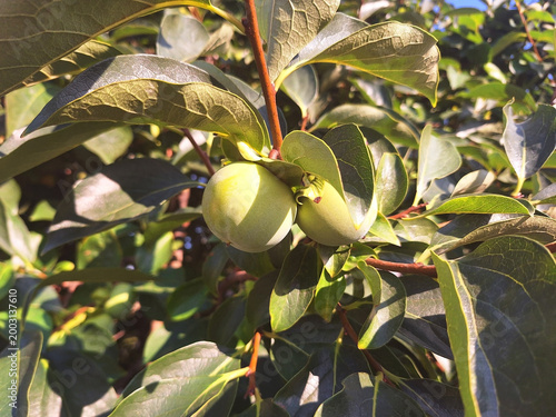 Fotografie Two green unripe diospyros or persimmon fruits grow on a tree in the garden