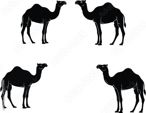 Dromedary camel silhouette vector collection for middle eastern travel desert safari tourism and traditional arabian culture livestock farming concepts