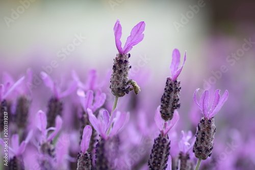 東京 公園のフレンチラベンダーとミツバチ / Honeybee on French lavender flower in a Tokyo park